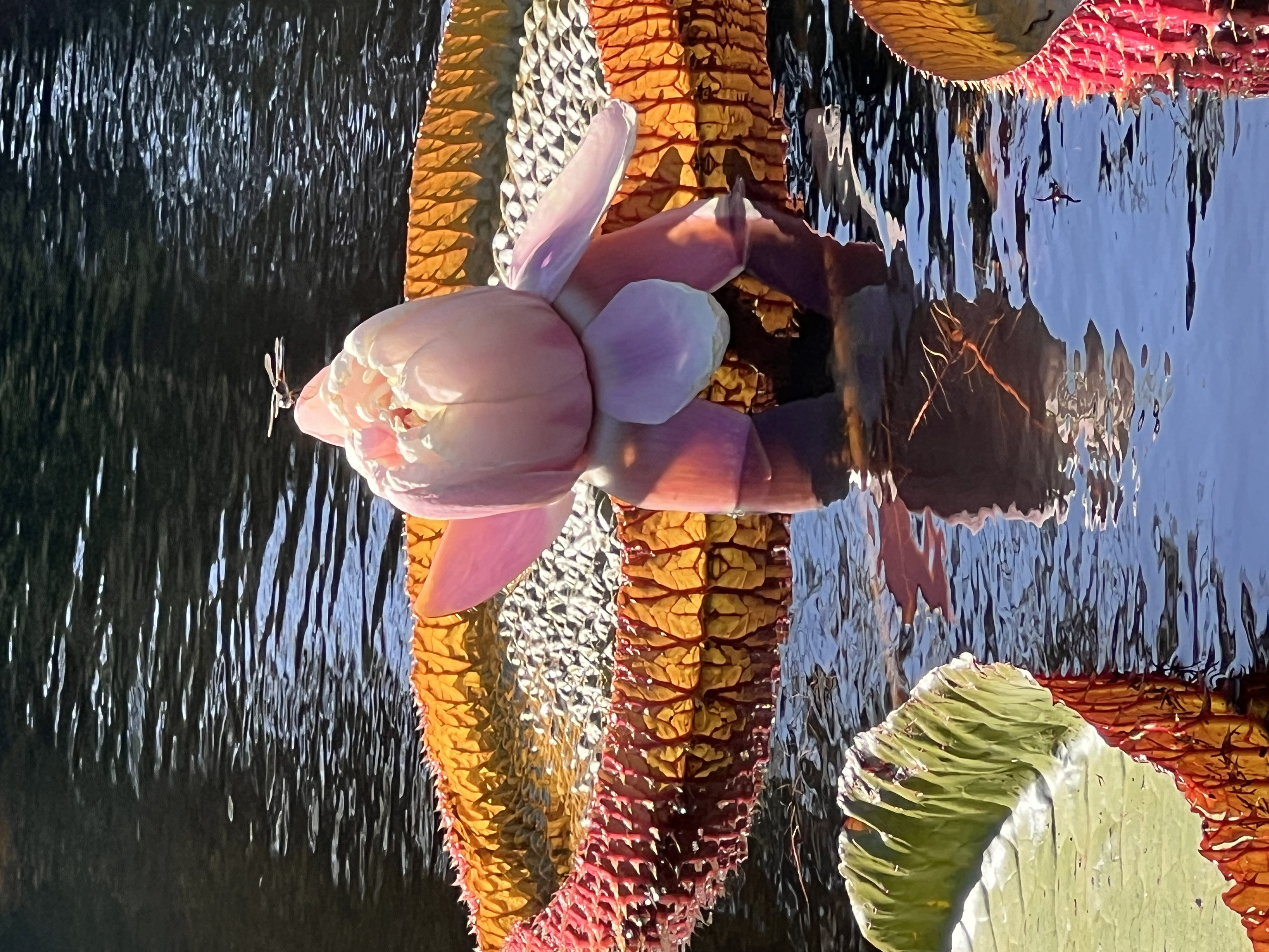 ./2024/10 - Myrtle Beach/IMG_4258.jpg